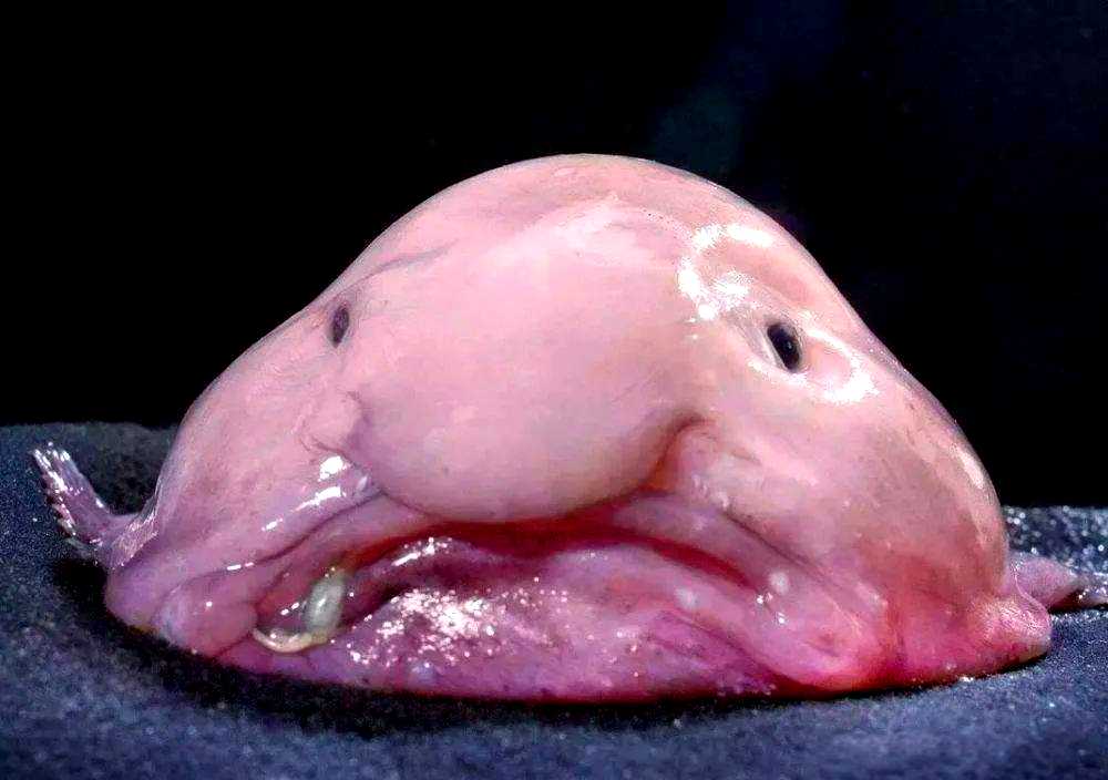 The Bobbit Worm: Ocean’s Deadly Ambush Predator