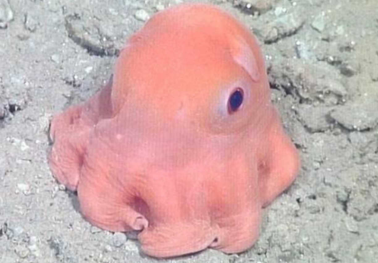 A Delightful Discovery: Unveiling the "Adorable" Octopus