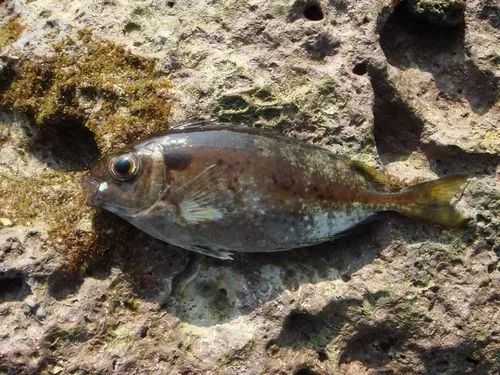 Siganus fuscescens: The Hardy Mudskipper Grouper of Tropical Waters