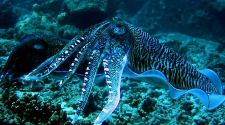The Deadly Beauty of the Blue-Ringed Octopus