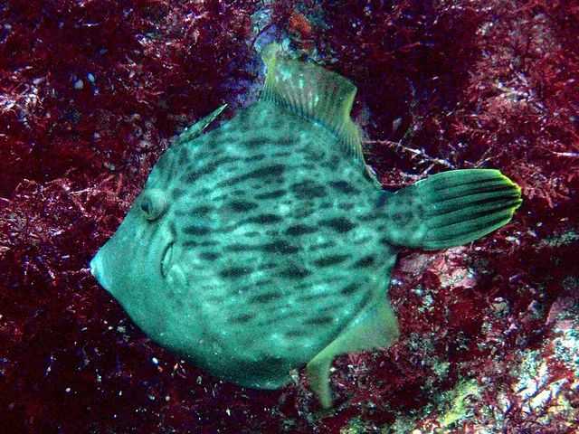 Stephanolepis cirrhifer: The Elusive Threadback Filefish of Coastal Waters