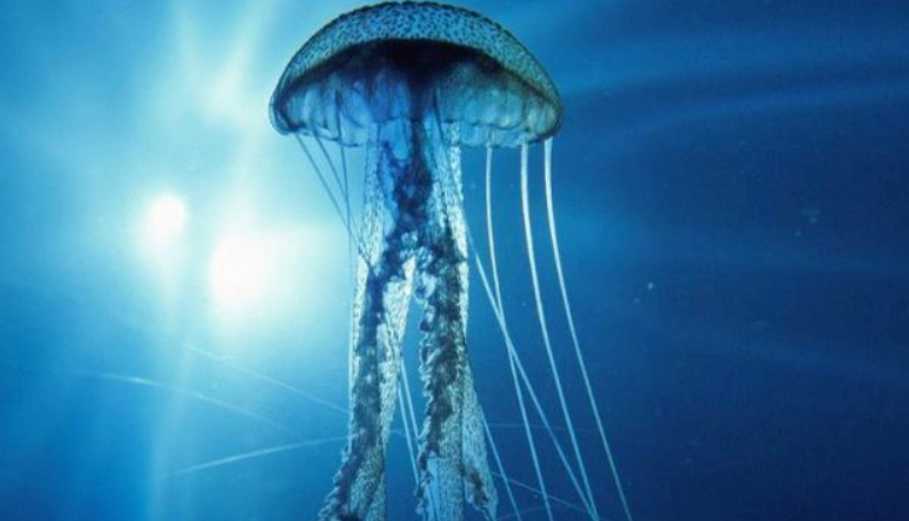 The Deadliest Predator in the Sea: Australia's Box Jellyfish