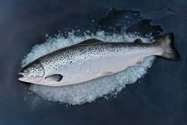 Salmon: The Iconic Fish of the Northern Waters
