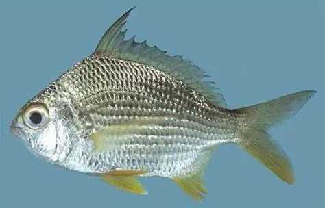 Gerres abbreviatus: The Compact Mojarra of Tropical Shores