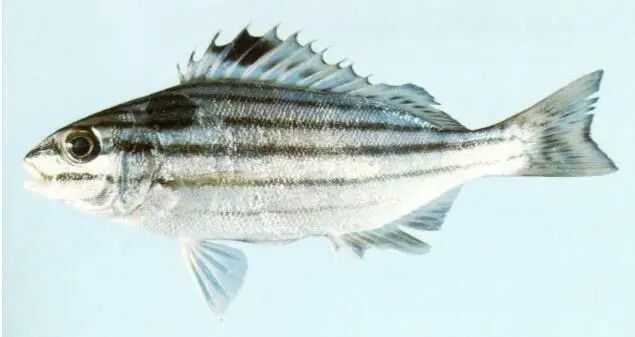 Pelates sexlineatus: The Six - Striped Grunter of Australian Waters