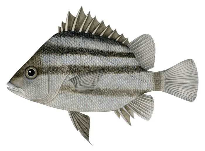 Hapalogenys nitens: The Striped Beard Croaker of Coastal Seas