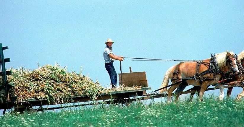 The Amish: Living Like 18th-Century Hermits in High-Tech America